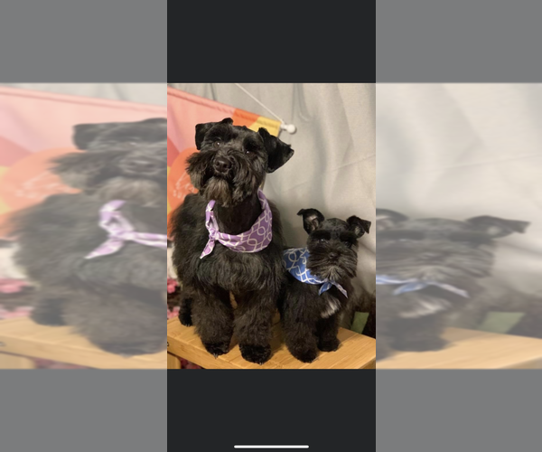 Medium Photo #4  Breeder Profile in PORT LAVACA, TX, USA