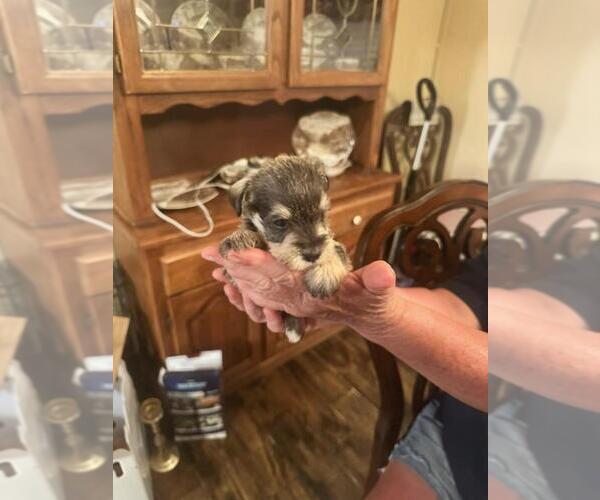Medium Photo #8  Breeder Profile in OCILLA, GA, USA