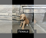 Small Photo #4  Breeder Profile in LOGAN, UT, USA