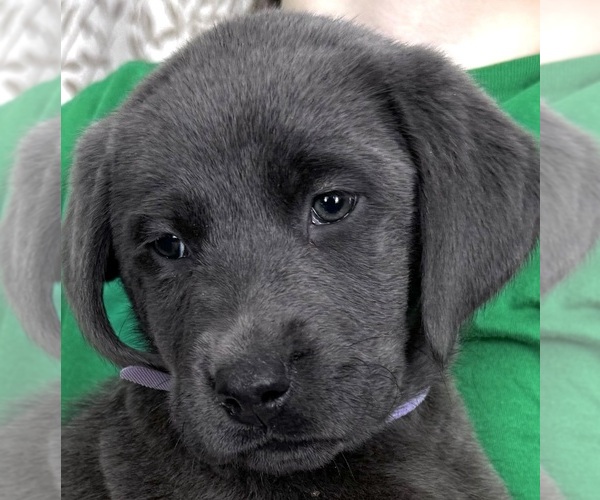 Medium Photo #21  Breeder Profile in DELEVAN, NY, USA