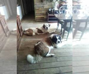 Main photo of Saint Bernard Dog Breeder near MADISONVILLE, KY, USA