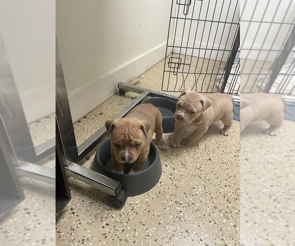 Medium Photo #1  Breeder Profile in BOWLING GREEN, KY, USA