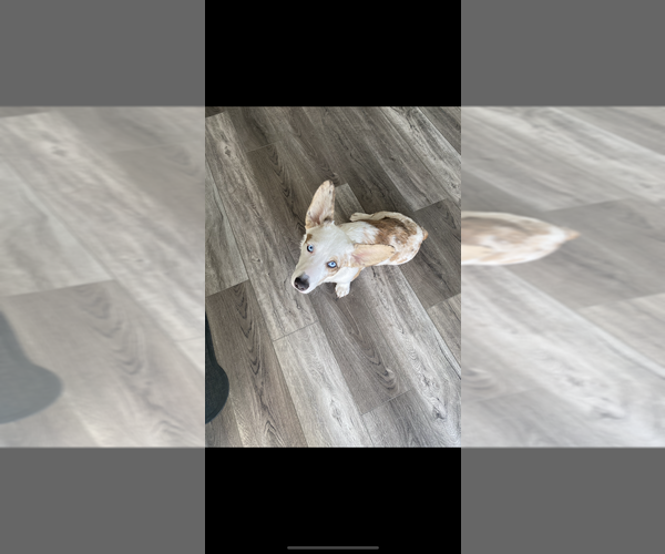 Medium Photo #17  Breeder Profile in SHERMAN, TX, USA