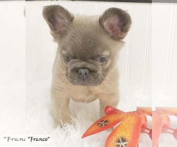 Medium Photo #32  Breeder Profile in COLONIAL BCH, VA, USA