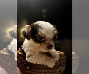 Yorkshire Terrier Dog Breeder near MACON, GA, USA