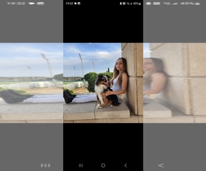 Miniature American Shepherd Dog Breeder near MELBOURNE, FL, USA