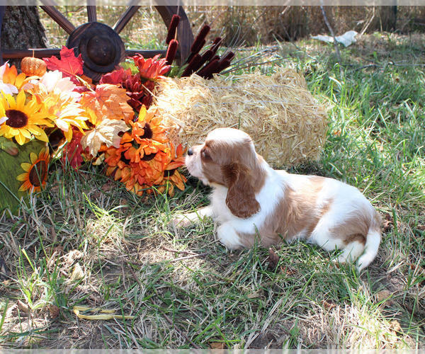 Medium Photo #90  Breeder Profile in CHANUTE, KS, USA