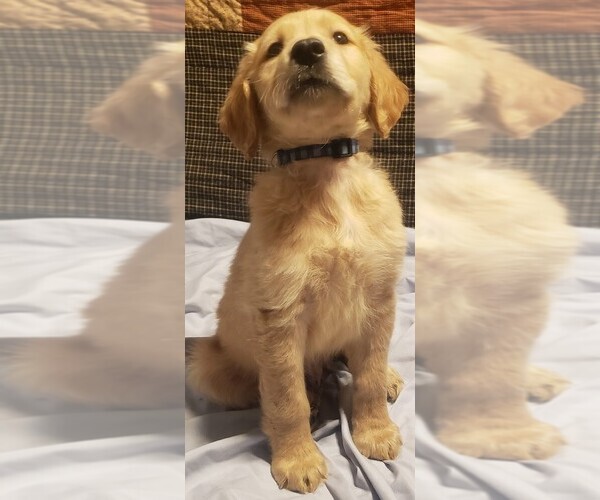 Medium Photo #15  Breeder Profile in LAS VEGAS, NV, USA
