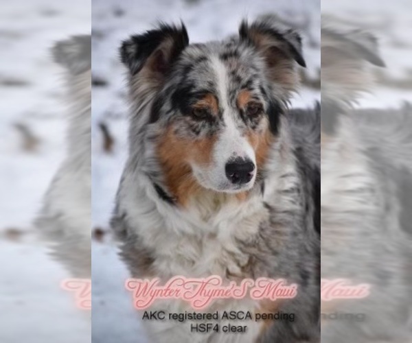 Medium Photo #25  Breeder Profile in NEW HAVEN, CT, USA