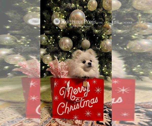 Medium Photo #26  Breeder Profile in CHARLOTTE, NC, USA