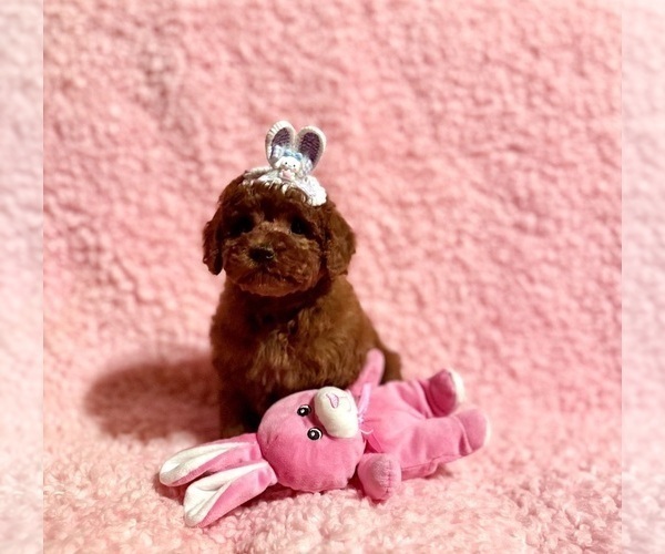 Medium Photo #1  Breeder Profile in REDLANDS, CA, USA