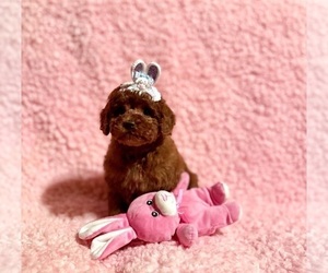 Poodle (Toy) Dog Breeder near REDLANDS, CA, USA