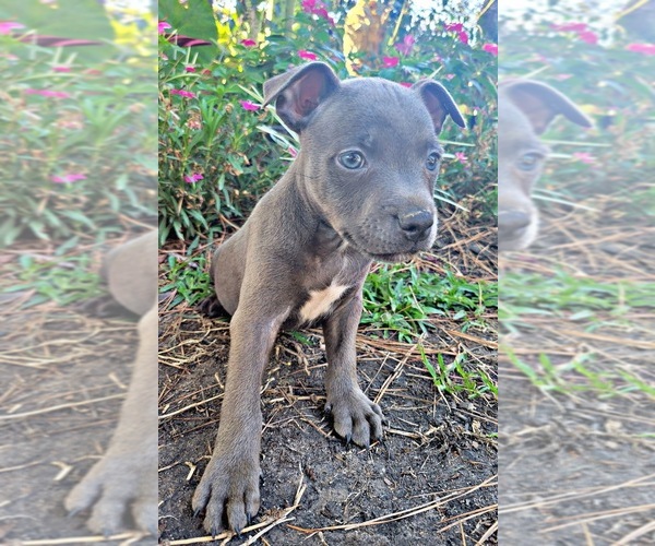 Medium Photo #20  Breeder Profile in HOUSTON, TX, USA