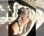 Small breeder photo