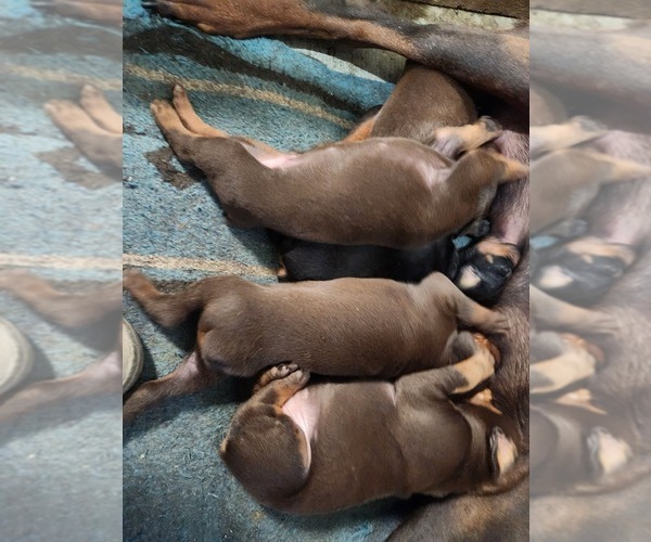 Medium Photo #2  Breeder Profile in MORONGO VALLEY, CA, USA