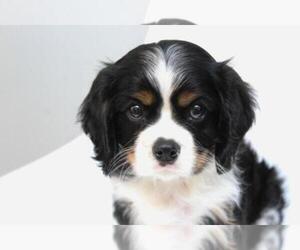 Cavalier King Charles Spaniel Dog Breeder near SUGARCREEK, OH, USA