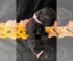 Small #5 Breeder Profile image