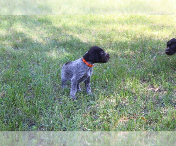 Medium Photo #1  Breeder Profile in SPARTA, WI, USA