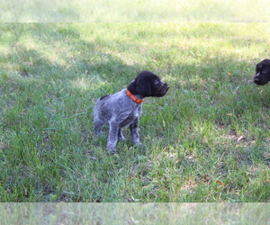 German Wirehaired Pointer Dog Breeder in SPARTA,  USA