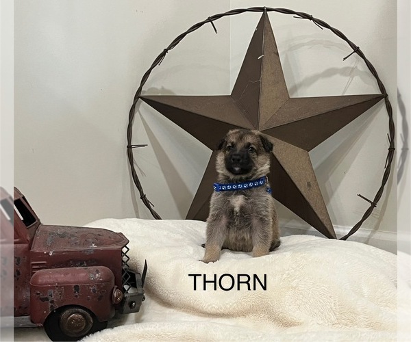 Medium Photo #16  Breeder Profile in GRIFFIN, GA, USA