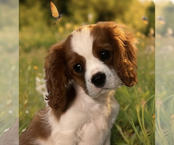 Medium Photo #5  Breeder Profile in ABILENE, TX, USA