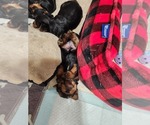 Small breeder photo