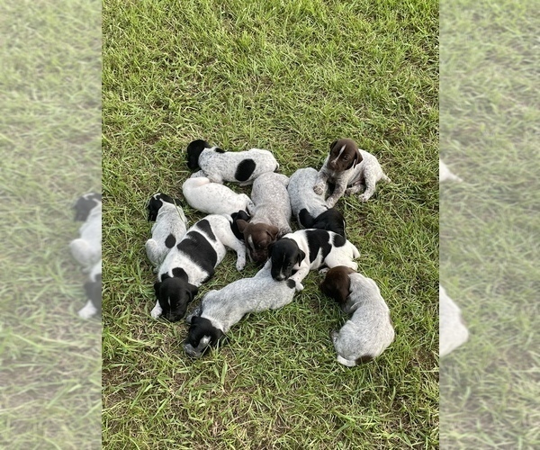 Medium Photo #1  Breeder Profile in BLUE MOUNTAIN, MS, USA