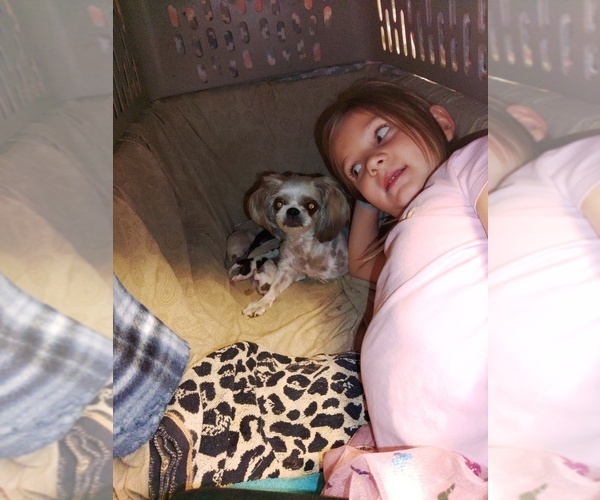 Medium Photo #3  Breeder Profile in FANNING SPGS, FL, USA