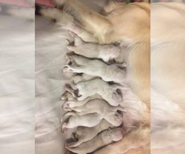 Medium Photo #45  Breeder Profile in JEFFERSON, GA, USA