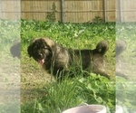 Small #42 Breeder Profile image