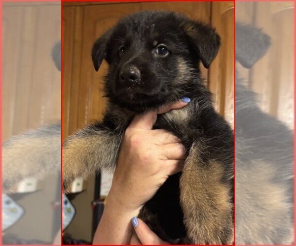 Medium Photo #9  Breeder Profile in NEWNAN, GA, USA