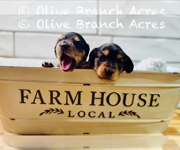 Medium Photo #7  Breeder Profile in DELANO, TN, USA