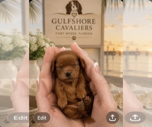 Cavalier King Charles Spaniel Dog Breeder near FORT MYERS, FL, USA