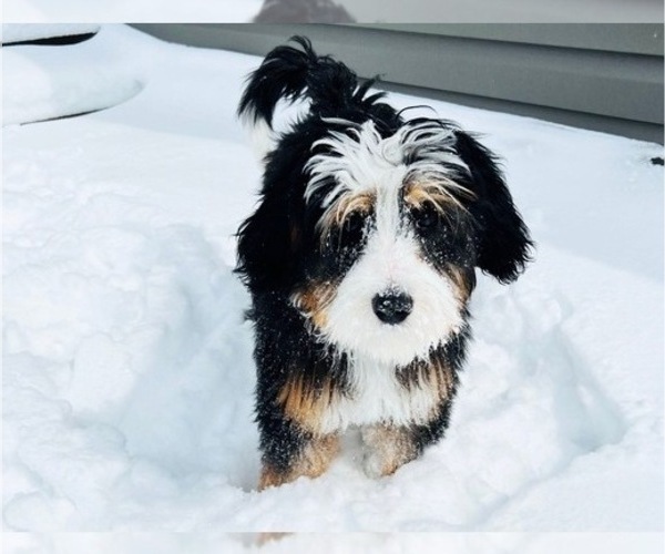 Medium Photo #3  Breeder Profile in LEETONIA, OH, USA