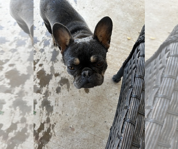 Medium Photo #8  Breeder Profile in MARICOPA, AZ, USA