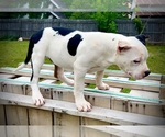 Small #6 Breeder Profile image