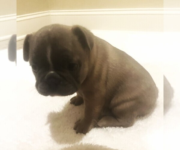 Medium Photo #5  Breeder Profile in PULASKI, TN, USA