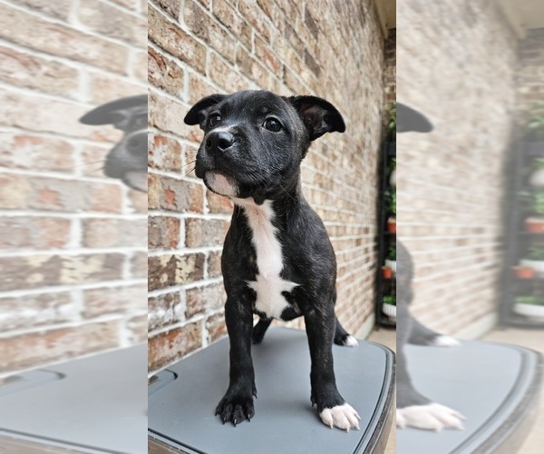 Medium Photo #13  Breeder Profile in HOUSTON, TX, USA