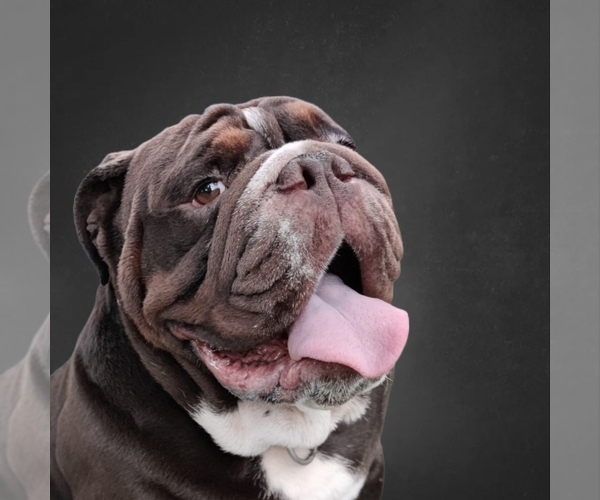 Medium Photo #1  Breeder Profile in ORLANDO, FL, USA