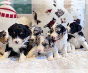 Medium Breeder Profile Photo