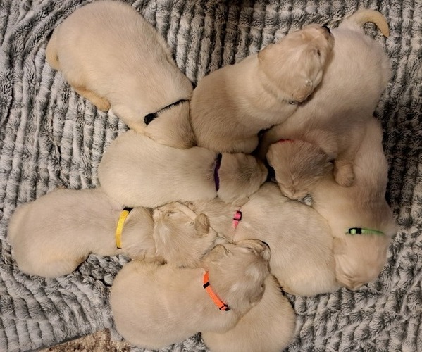 Medium Photo #2  Breeder Profile in DALLAS, GA, USA
