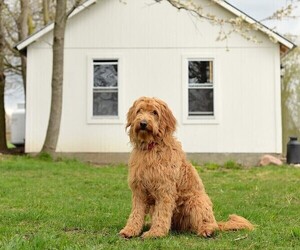 Main photo of Golden Retriever Dog Breeder near LINWOOD, NY, USA