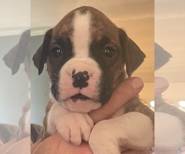 Medium Photo #1  Breeder Profile in LEWISBURG, WV, USA
