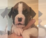Small breeder photo