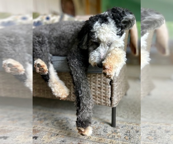 Medium Photo #8  Breeder Profile in STALEY, NC, USA