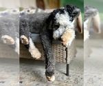 Small #7 Breeder Profile image