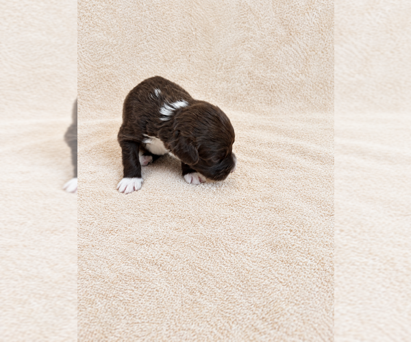Medium Photo #2  Breeder Profile in WYLIE, TX, USA