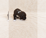 Small #1 Breeder Profile image