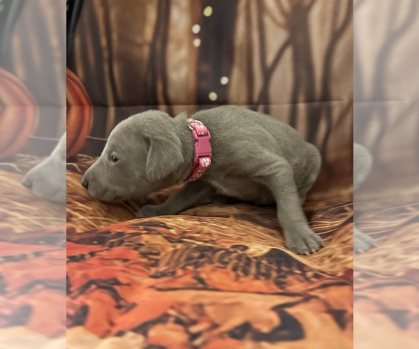 Medium Photo #7  Breeder Profile in CEDAR RAPIDS, IA, USA
