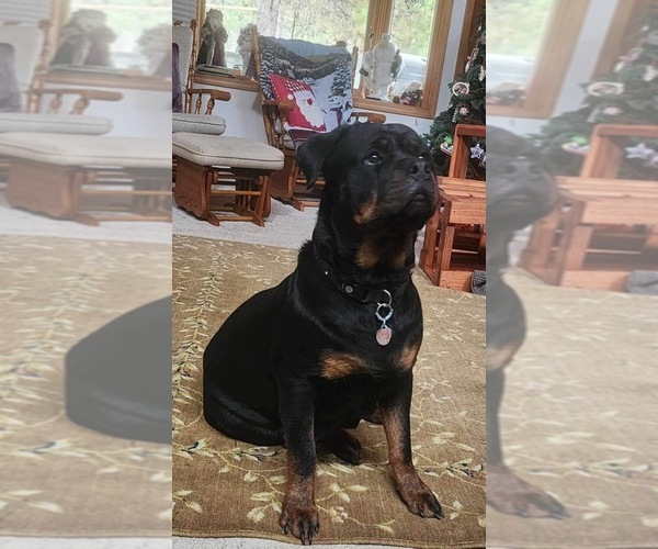 Medium Photo #1  Breeder Profile in IDANHA, OR, USA